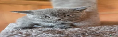 British Shorthair Kitten 4