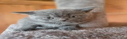 British Shorthair cats for sale: ❤️British Shorthair kittens❤️ - Advert 16