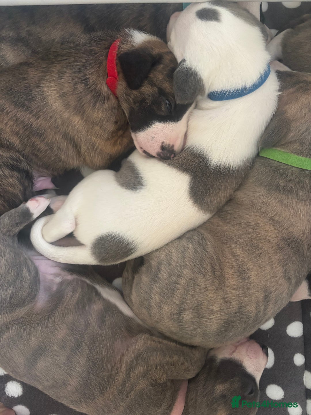 Whippet dogs for sale: Beautiful Blue Girl Whippet pup LAST ONE - Advert 20