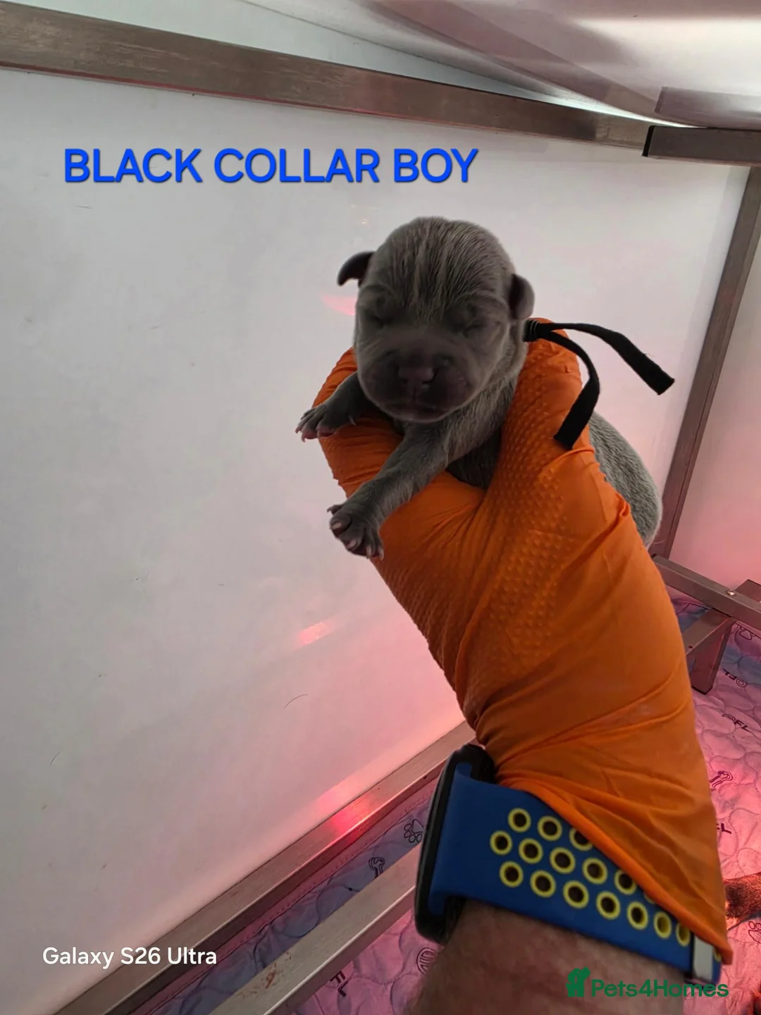 Staffordshire Bull Terrier dogs for sale: 7 STUNNING STAFFIE PUPPIES  - Advert 2