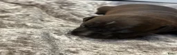 Staffordshire Bull Terrier dogs for sale: Stunning Staffordshire Terrier Puppies 18th June🐾 - Advert 12