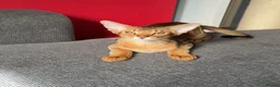 Abyssinian cats for sale: Gorgeous Abyssinian ruddy girls🤎❤️ - Advert 9