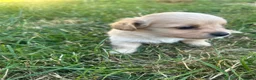Mixed Breed dogs for sale: Beautiful pomjacks for sale - Advert 10