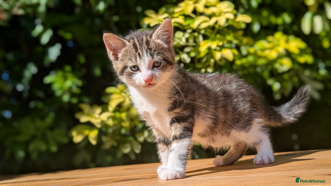 Mixed Breed cats for sale: Tuxedo Kittens - Image 22