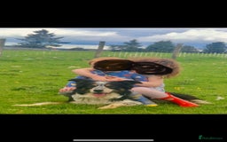 Border Collie dogs for sale: ISDS Registered Male puppies  - Image 11