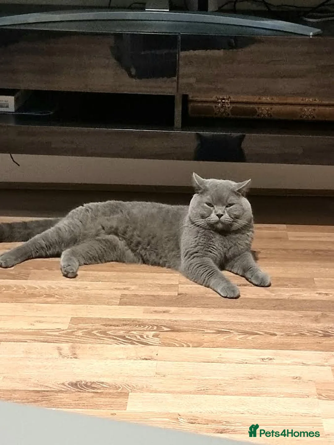 British Shorthair cats for stud: Perfect British Shorthair Stud in Leeds - Advert 12