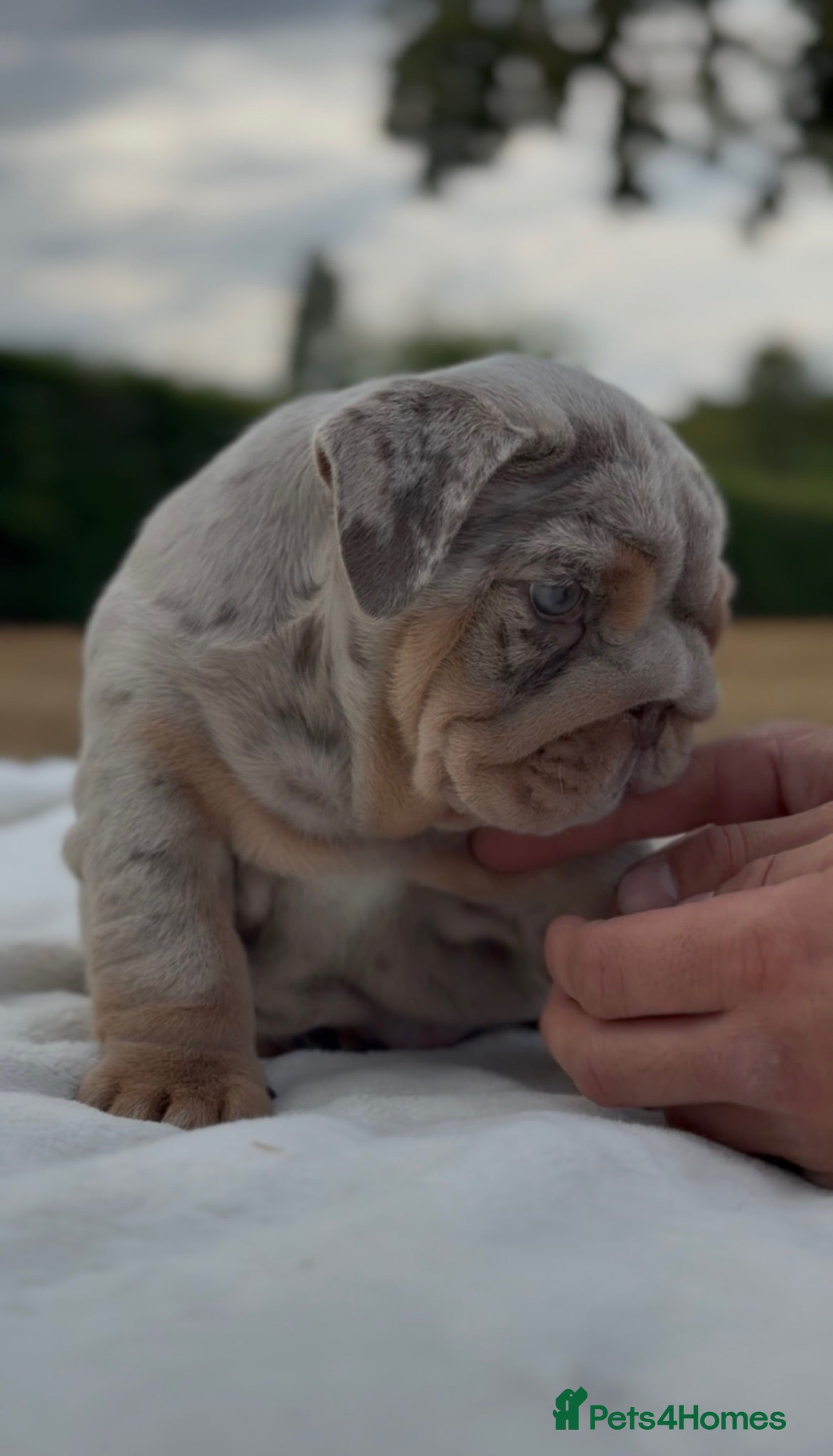 English Bulldog dogs ⭐️ ENGLISH BULLDOG PUPPIES ⭐️ - Advert 2