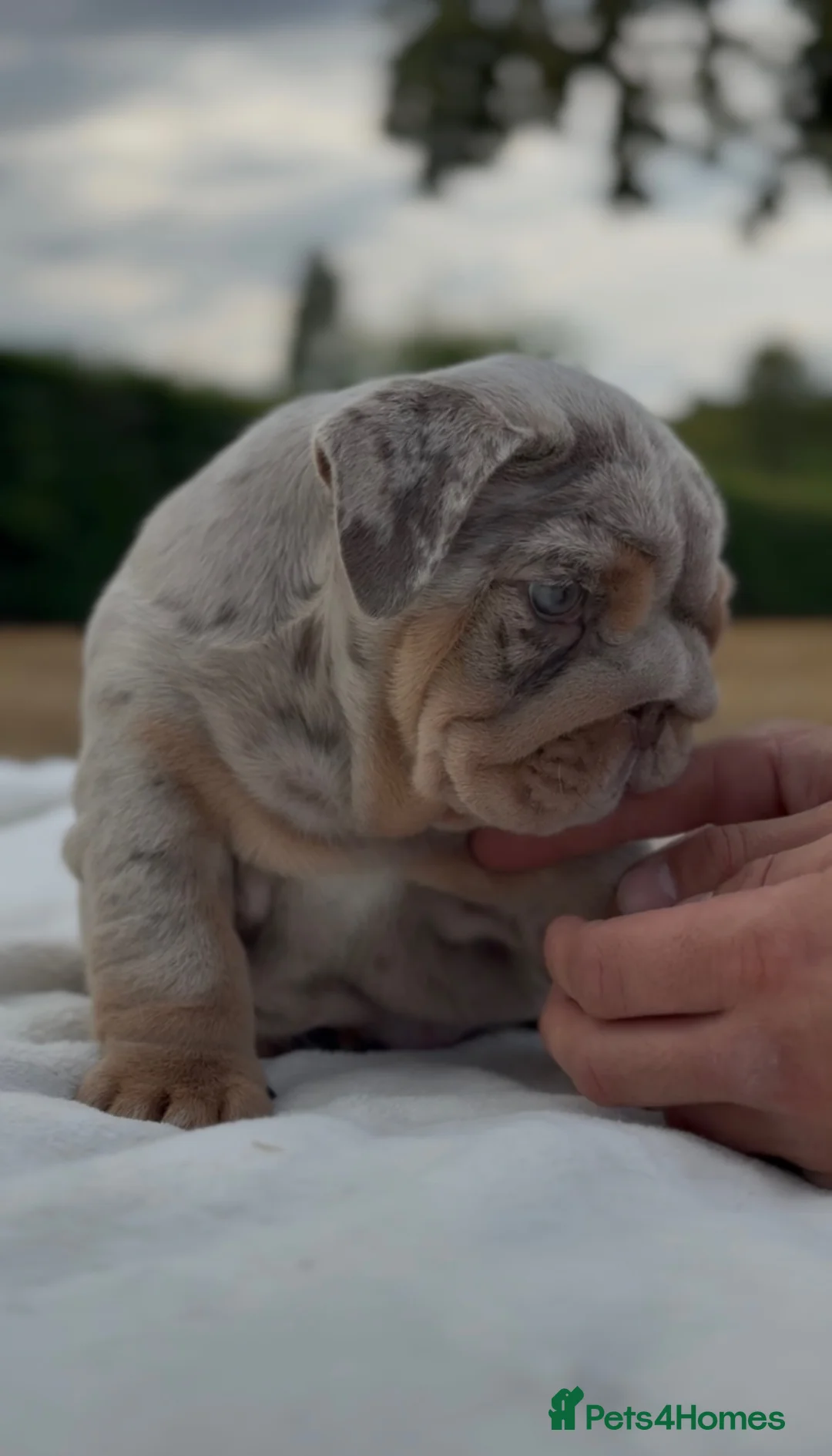English Bulldog dogs for sale: ⭐️ ENGLISH BULLDOG PUPPIES ⭐️ - Advert 2