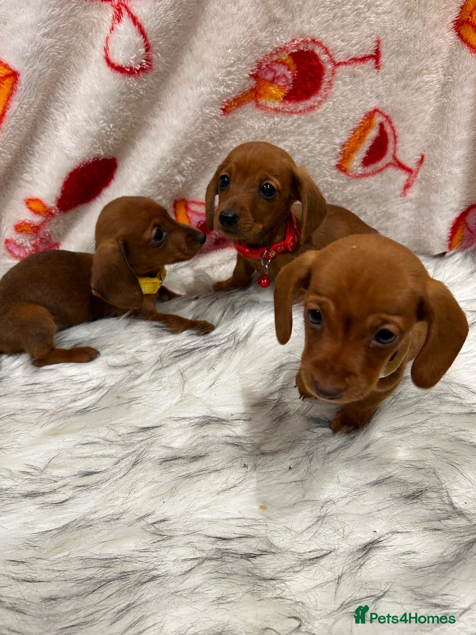 Miniature Dachshund dogs ⭐️Beautiful Kaninchen Pups READY NOW - Advert 2