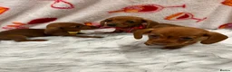 Miniature Dachshund dogs for sale: ⭐️Beautiful Kaninchen Pups READY NOW - Advert 2