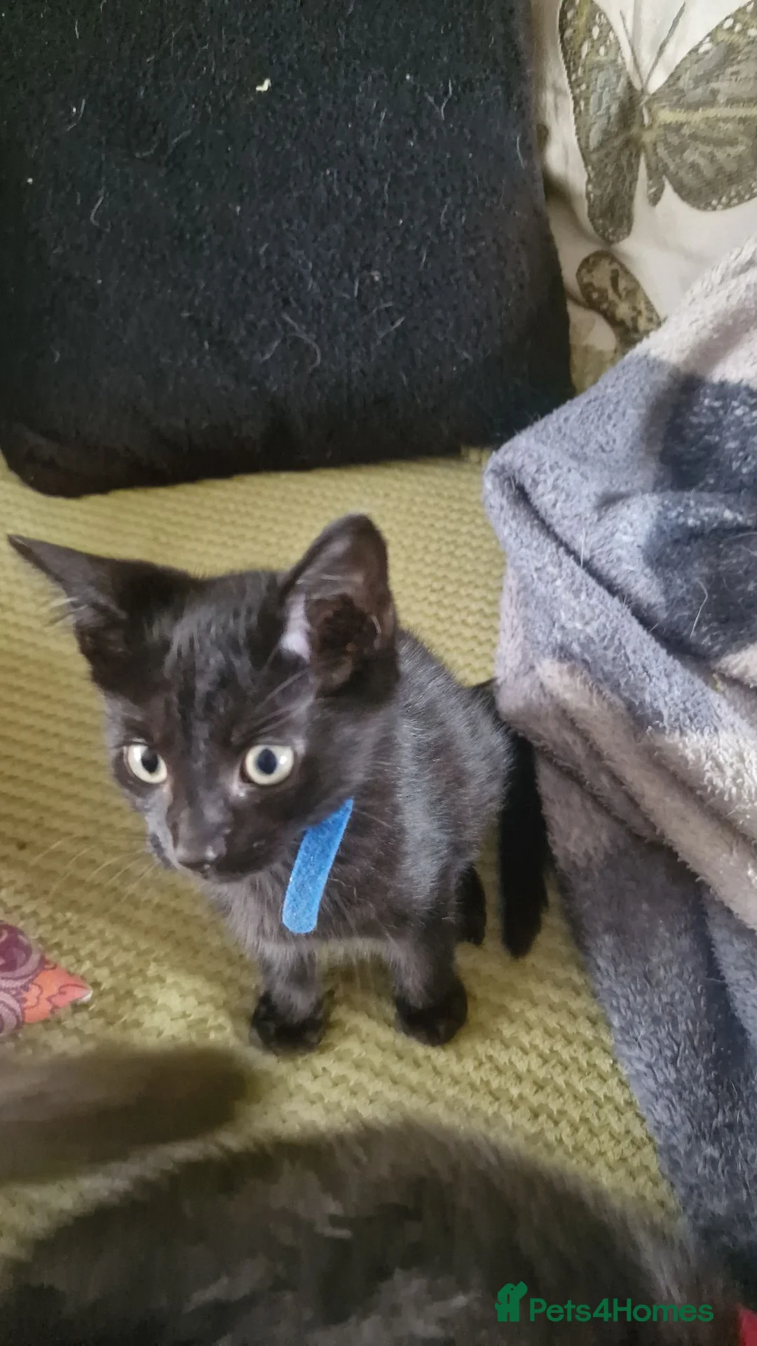 British Shorthair cats for sale: 3 black male kittens - Advert 2