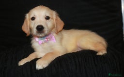 Golden Retriever dogs for sale: Ready to leave now 💕 fully vaccinated 🥰 - Image 12