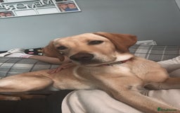 Labrador Retriever dogs for sale: FOR SALE - Image 2