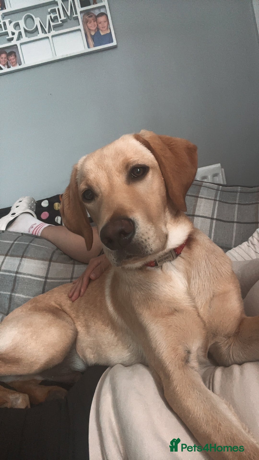 Labrador Retriever dogs for sale: FOR SALE - Image 2