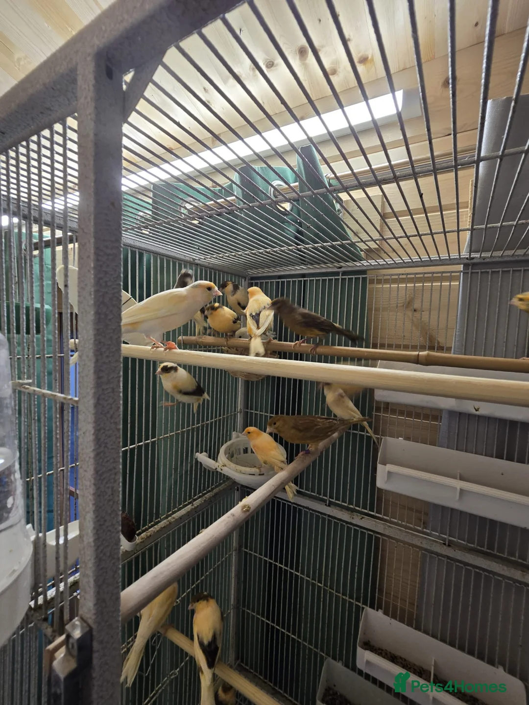 Canaries birds for sale: Beautiful healthy canaries for sale in Manchester  - Advert 4