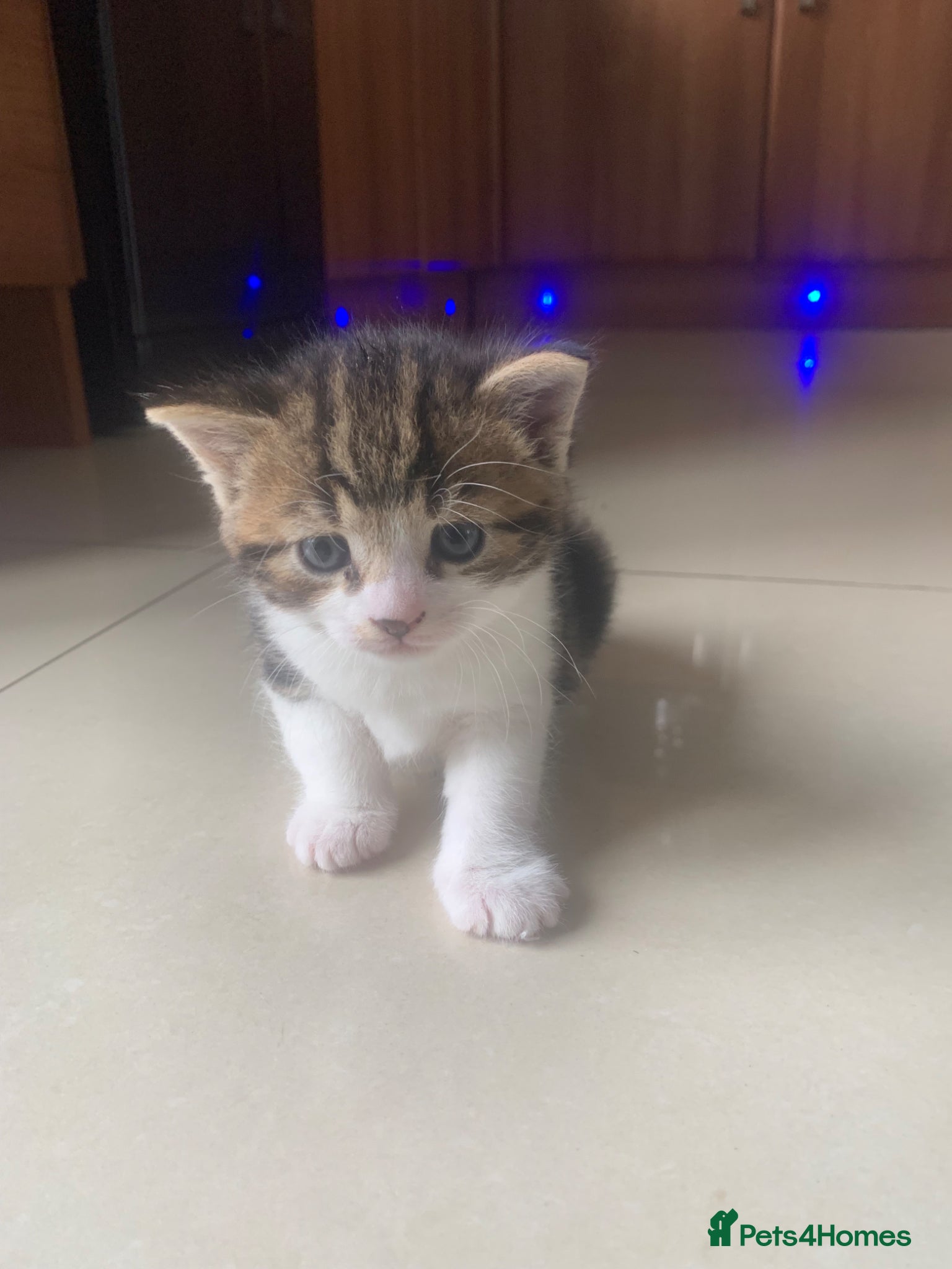 Mixed Breed cats for sale: Shorthair Tabby’s mixed breed in Solihull - Advert 7