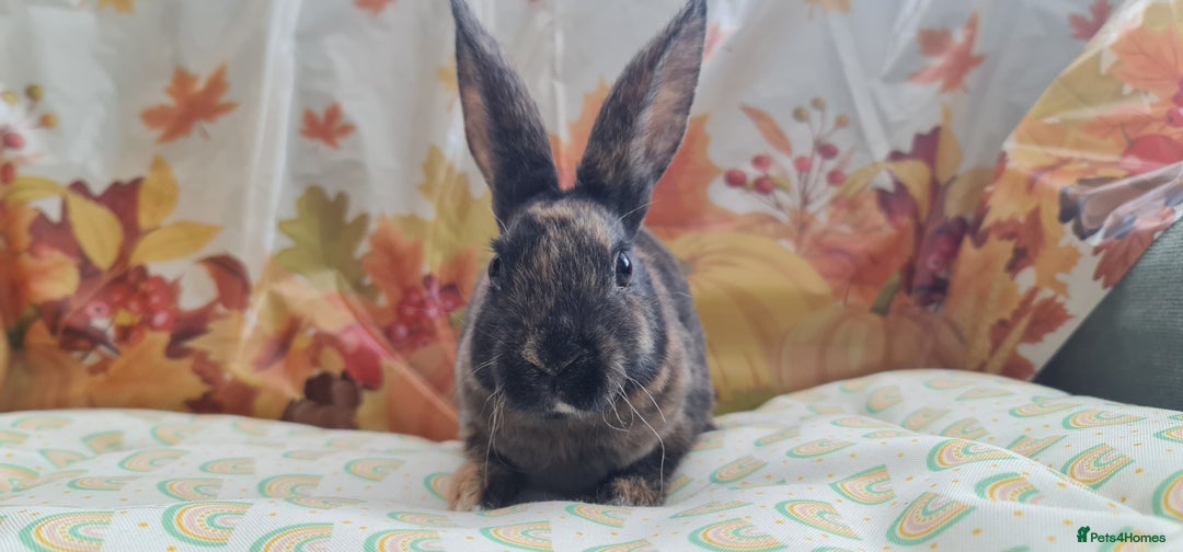 Rex rabbits for sale: Beautiful Rex Rabbits  - Image 3