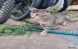 British Shorthair cats for sale: Kitten boy  - Image 7