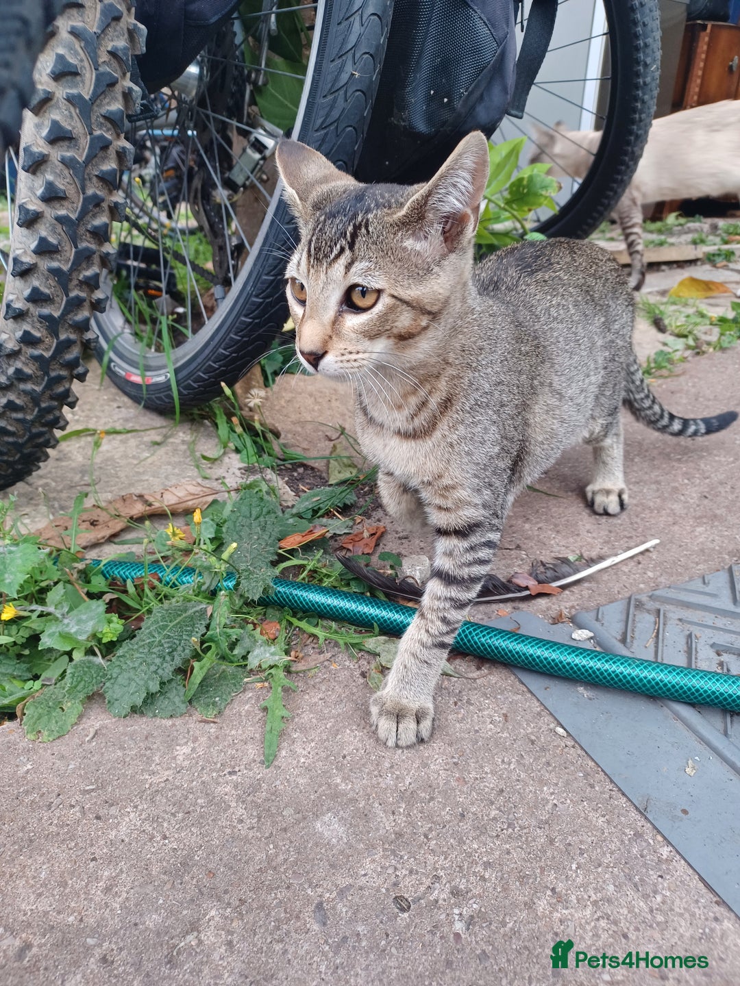British Shorthair cats for sale: Kitten boy  - Image 7