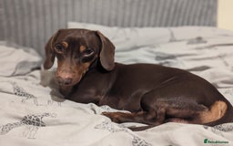 Miniature Dachshund dogs for stud: Brown and tan miniature dachshund for stud - Image 1