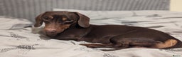 Miniature Dachshund dogs for stud: Brown and tan miniature dachshund for stud - Advert 1