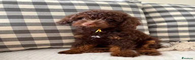 Toy Poodle 1