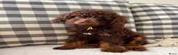 Toy Poodle dogs for sale: Health tested Toy poodle puppies  - Advert 15