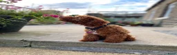 Toy Poodle dogs for sale: 🩵💙1 Boy-Red Toy Poodle puppies 🩵💙 - Advert 7