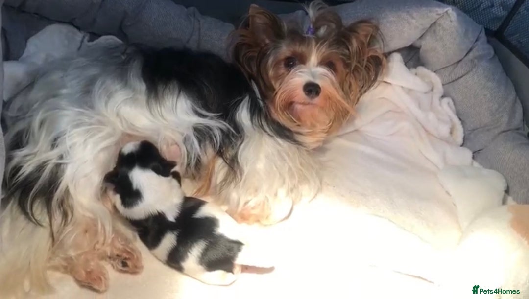 Yorkshire Terrier dogs for sale: One Beautiful Biewer Terrier Boy! - Image 8
