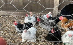 Chickens poultry for sale: Pekin bantams  - Image 2