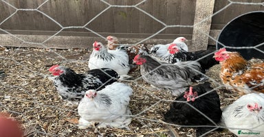 Chickens poultry - Advert 1