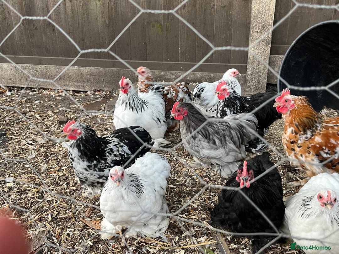 Chickens poultry for sale: Pekin bantams  - Image 2