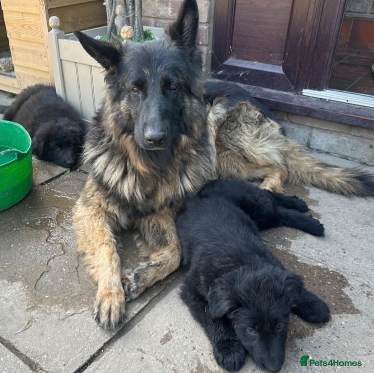 German Shepherd dogs TWO BEAUTIFUL GIRLS - Advert 2