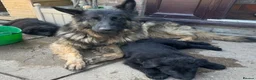 German Shepherd dogs for sale: TWO BEAUTIFUL GIRLS - Advert 2