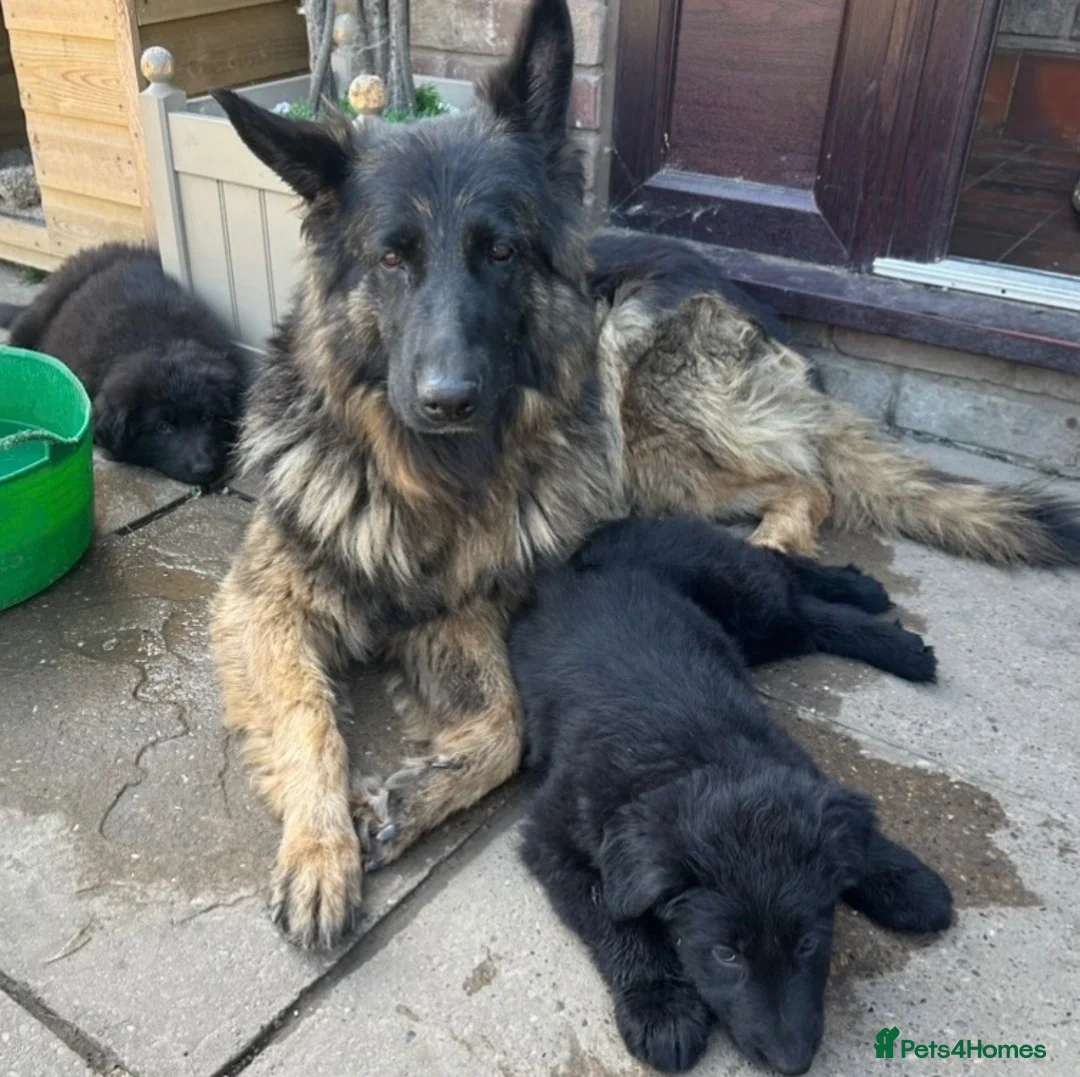 German Shepherd dogs for sale: TWO BEAUTIFUL GIRLS - Advert 2