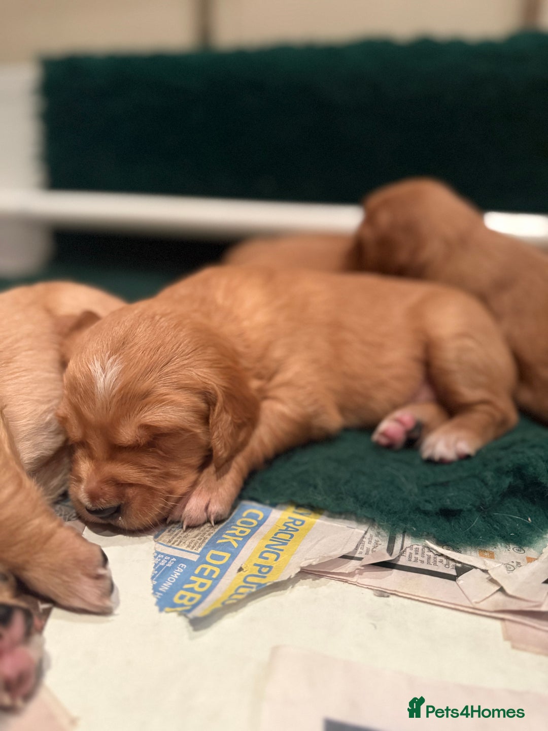 Golden Retriever dogs for sale: KC Working Golden Retriever Pups - Advert 33