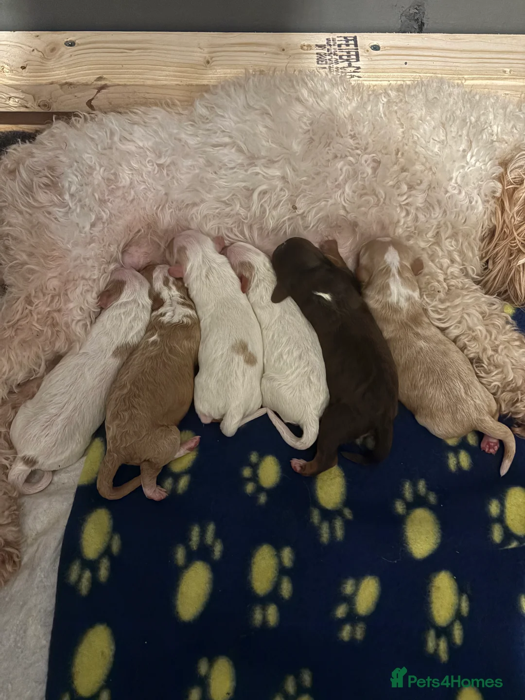 Cockapoo dogs for sale: 🐶🐾Cockapoo puppies🐶🐾 - Advert 4