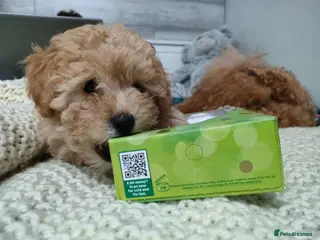 Miniature Poodle dogs 🐾 Adorable Poodle Puppies for Sale! 🐾 - Advert 5