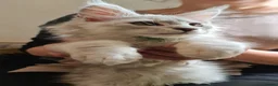 Maine Coon cats for sale: ❤️𝕾𝖙𝖚𝖓𝖓𝖎𝖓𝖌❤️ Maine Coon Kittens Ready - Advert 5