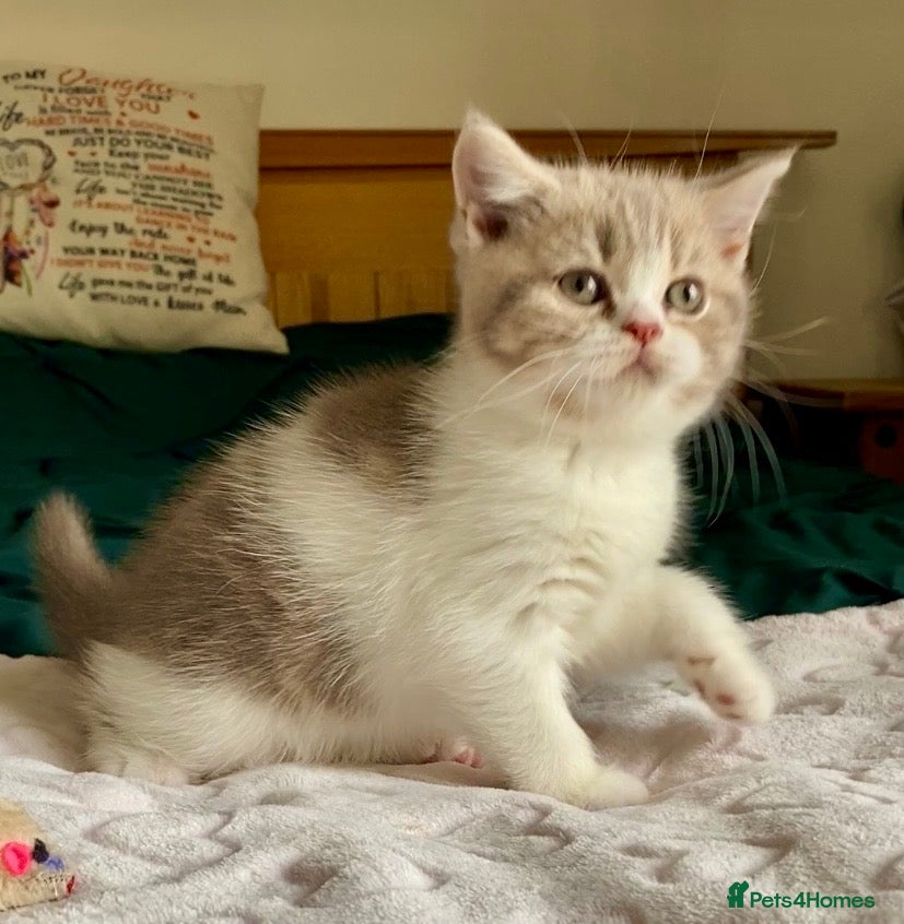 Scottish Fold cats for sale: TICA REG CHAMPION LINE FAWN BICOLOUR  GIRL 🧸 - Advert 1