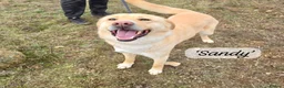 Mixed Breed dogs for adoption: Sandy, 3 yrs approx. Available for adoption. - Advert 1