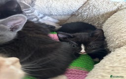 Mixed Breed cats for sale: Beautiful litter off kittens  - Image 25