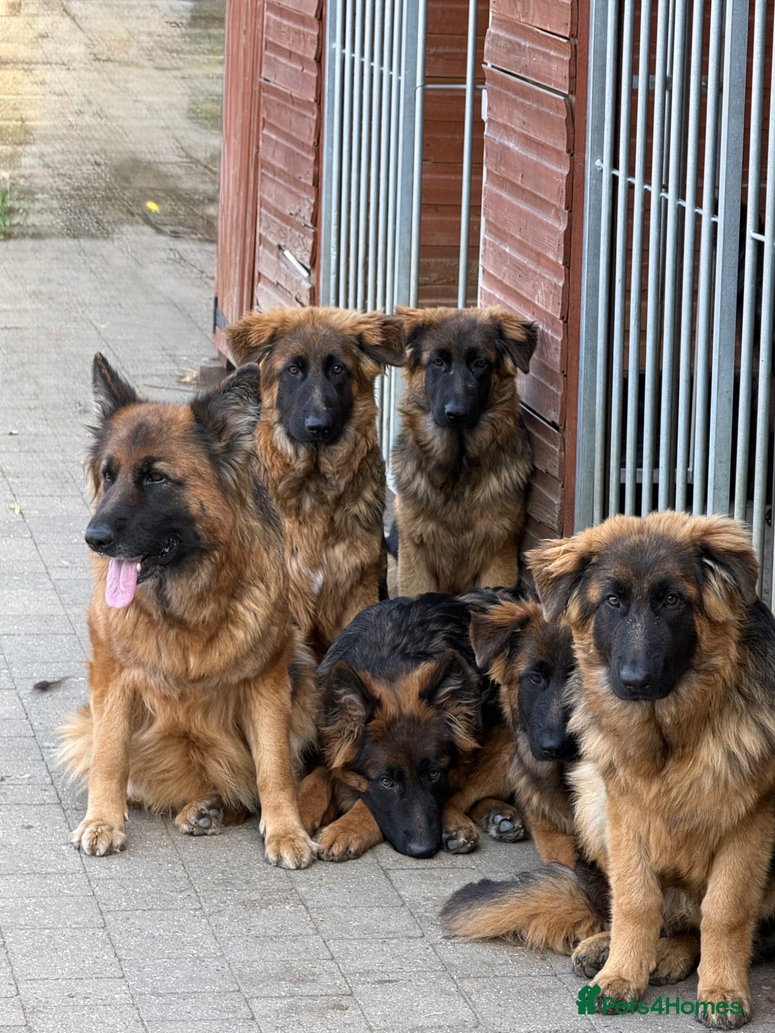 German Shepherd dogs Long coat German Shepherd - Advert 1