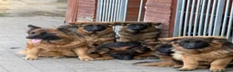 German Shepherd dogs for sale: Long coat German Shepherd - Advert 1