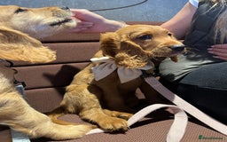 Mixed Breed dogs for sale: 1 female puppy left - Beautiful Goldendoodle cross - Image 5