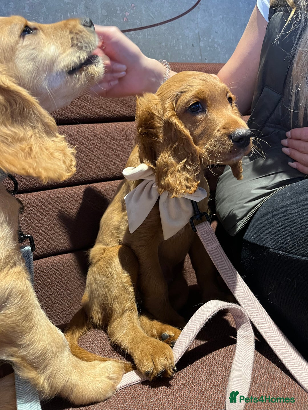 Mixed Breed dogs for sale: 1 female puppy left - Beautiful Goldendoodle cross - Image 5