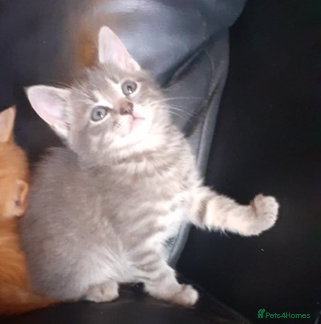 Mixed Breed cats for sale: Kittens  - Image 3