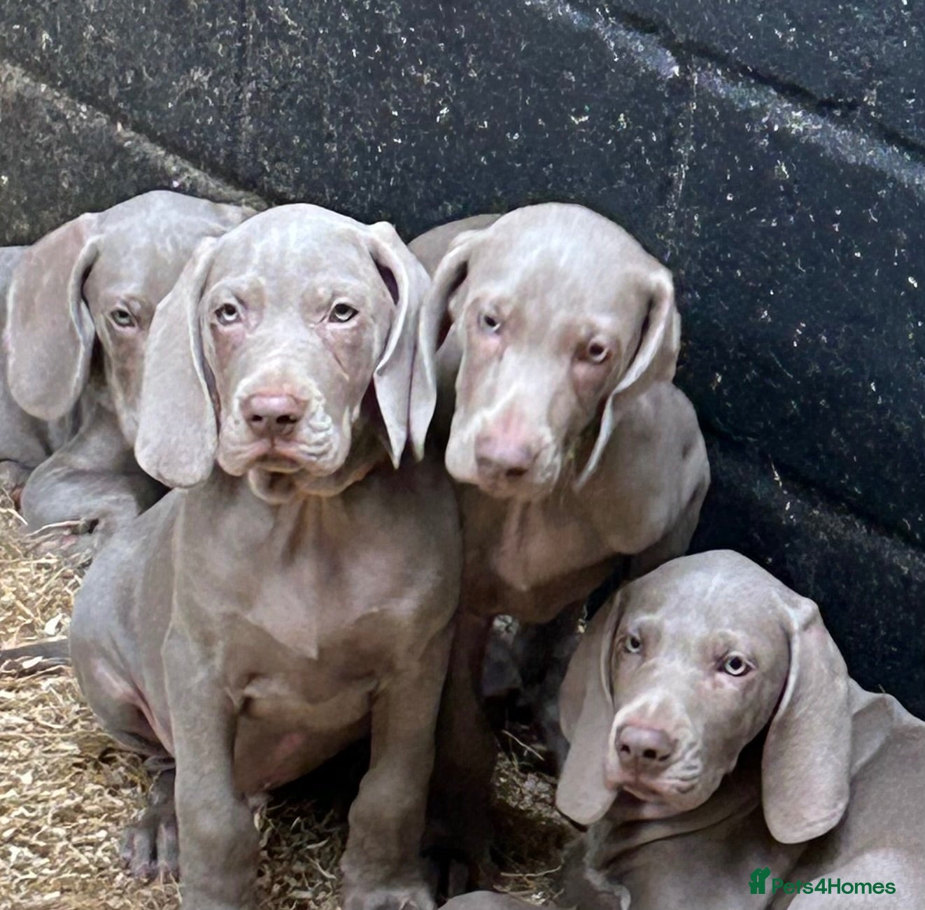 Weimaraner dogs Ready to leave. Stunning Weimaraner Puppies  - Advert 1