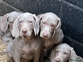 Weimaraner dogs Ready to leave. Stunning Weimaraner Puppies - Advert 2