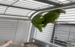 Parrots birds for sale: AMAZON YELLOW CROWNED PANAMA PROVEN PAIR - Image 2